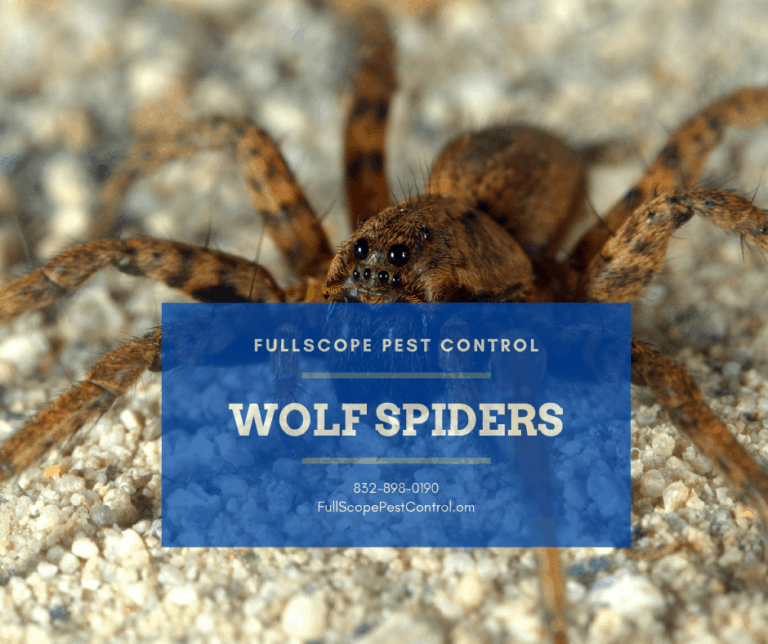 The Wolf Spider What You Need To Know Fullscope