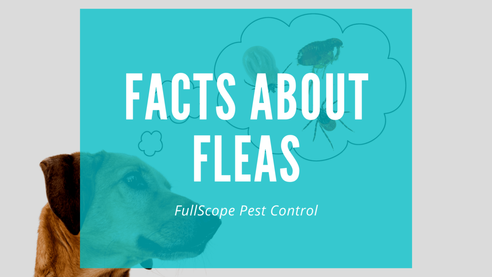 16 Facts About Fleas on Your Porter Property 16 Facts About Fleas on Your Porter Property
