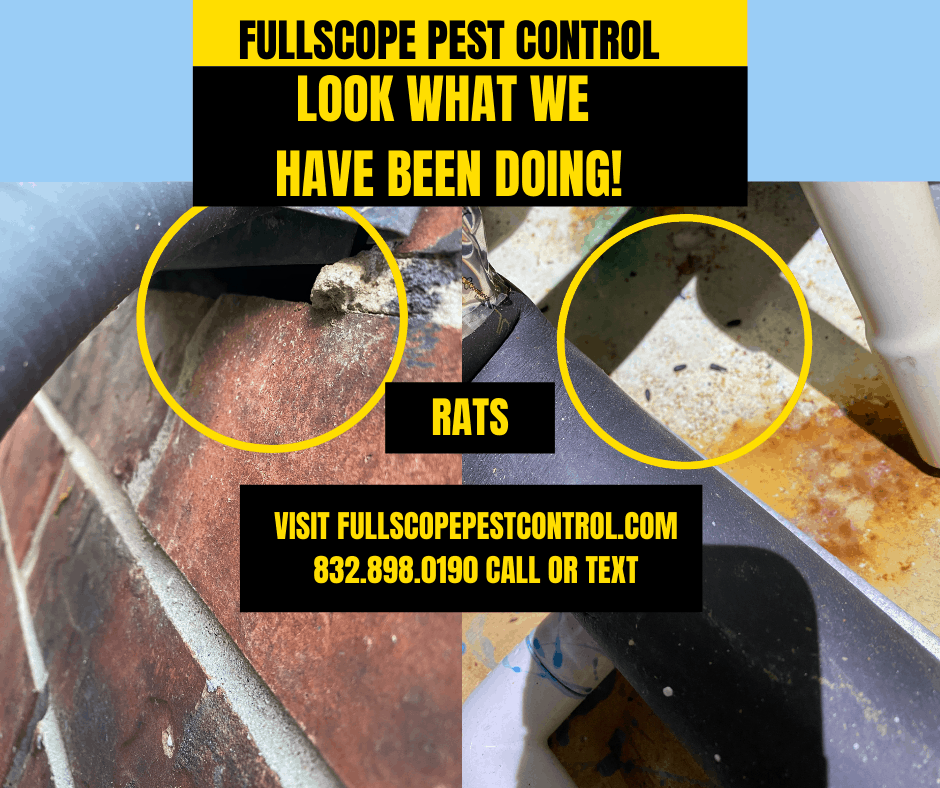 Two Phases of Exclusion Process to Keep Wildlife and Rodents Out of Your  Home - World Class Wildlife Removal