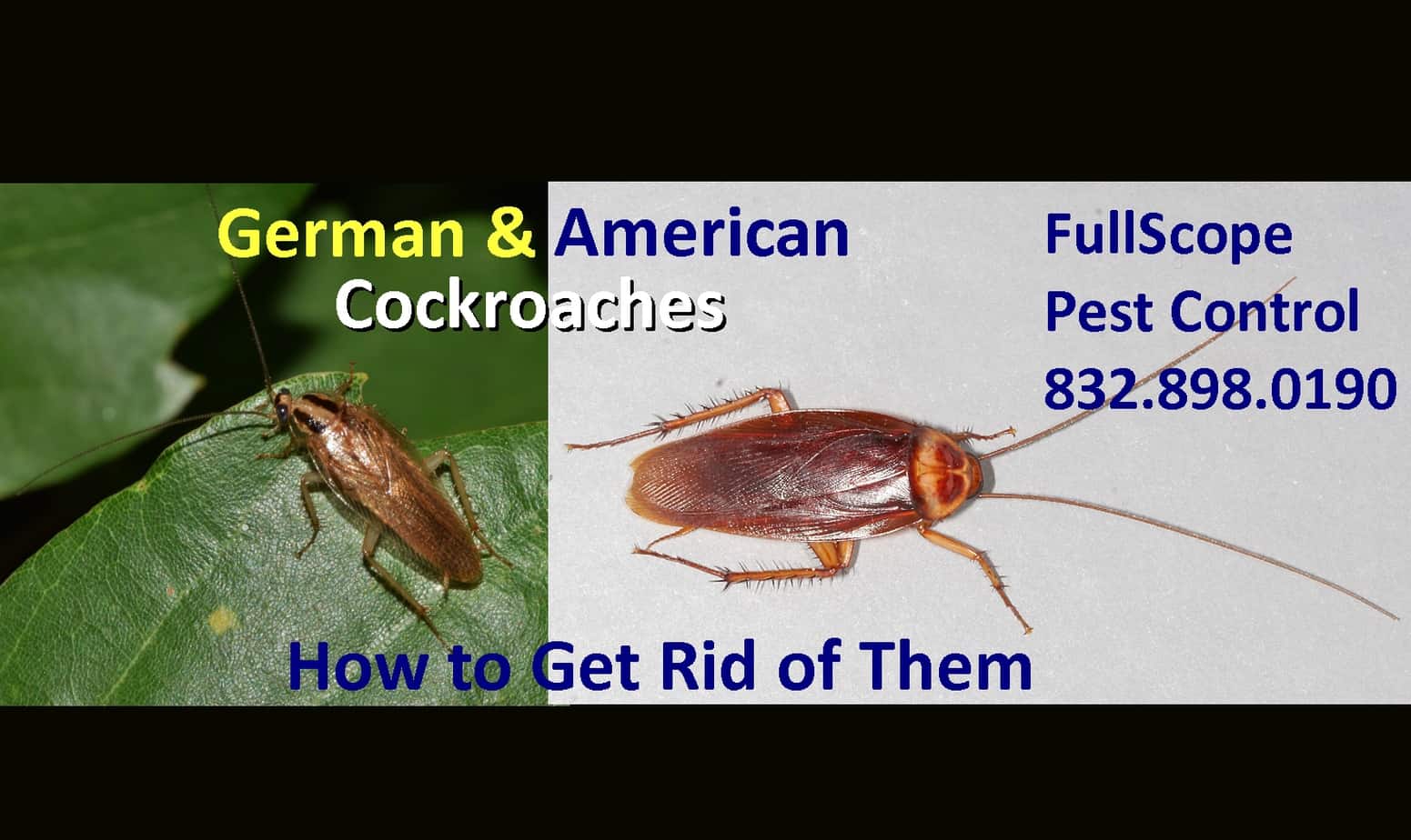 german rid cockroaches american texas tweet