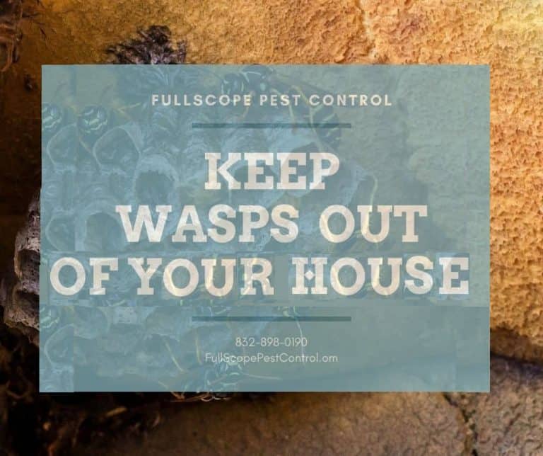 What To Do About Wasps In Your Porter Home - FullScope Pest Control
