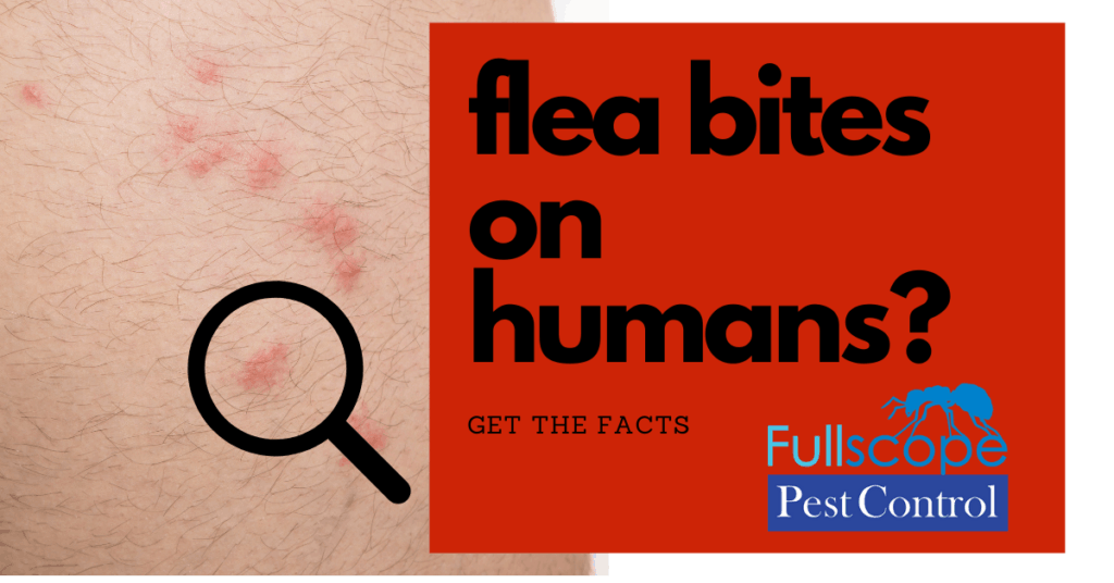 Flea Bites On Humans FullScope Pest Control