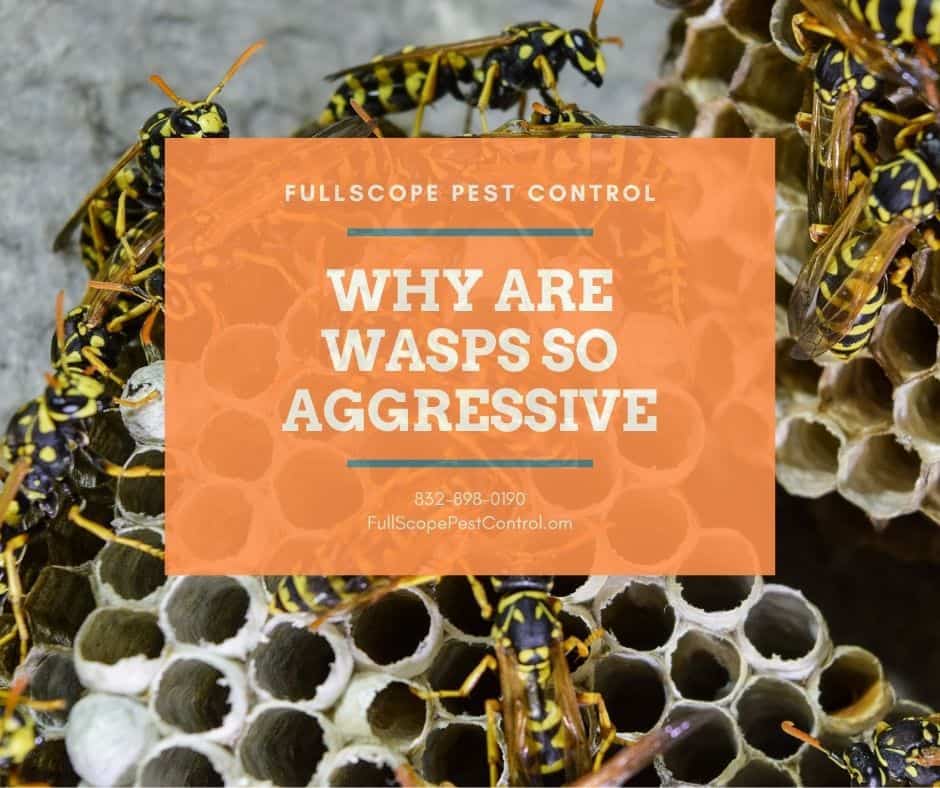 Aggressive Wasps Fullscope Pest Control