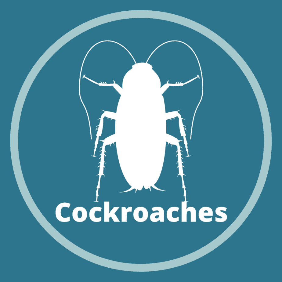 Cockroach Extermination