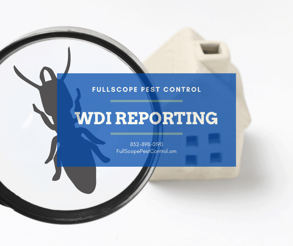 Wood Destroying Insect Inspections and Reports
