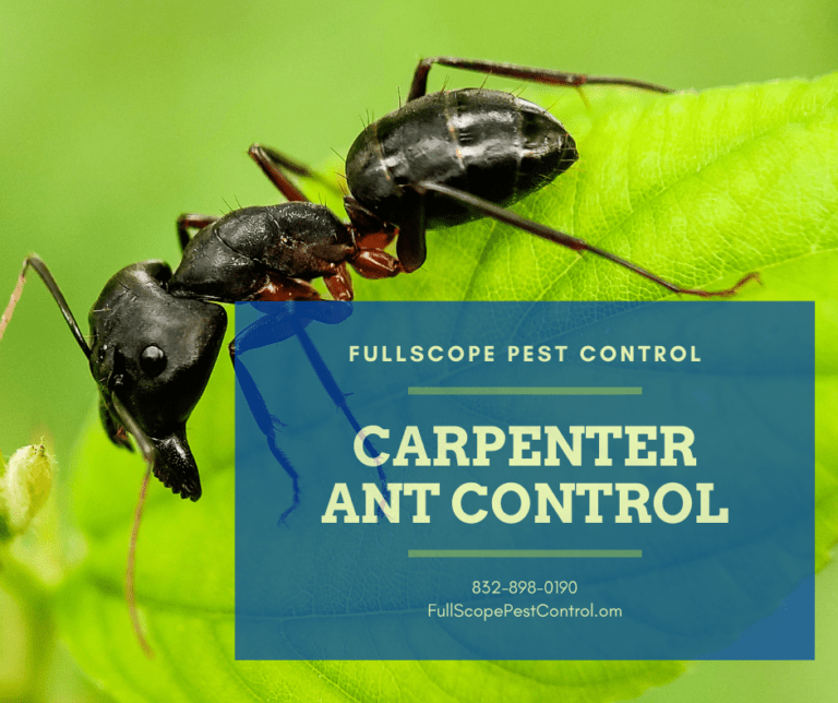 Carpenter Ants - Exterminator - Pest Inspection - Full Scope