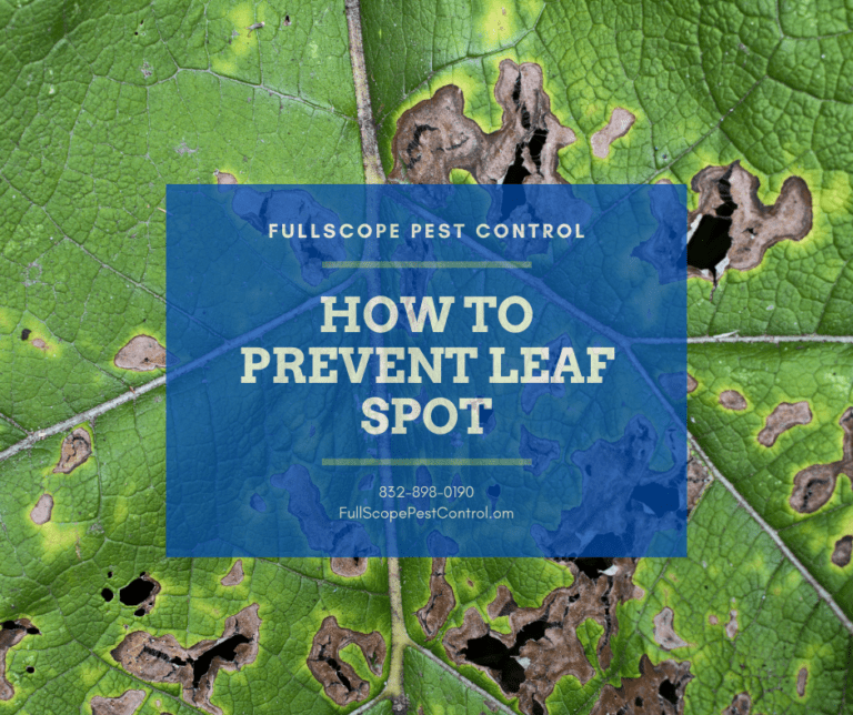 Prevent and Control Leaf Spot - FullScope Pest Control