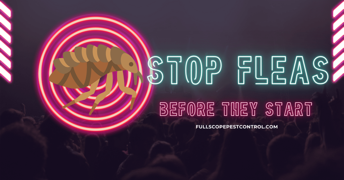 Stop Fleas Before They Start