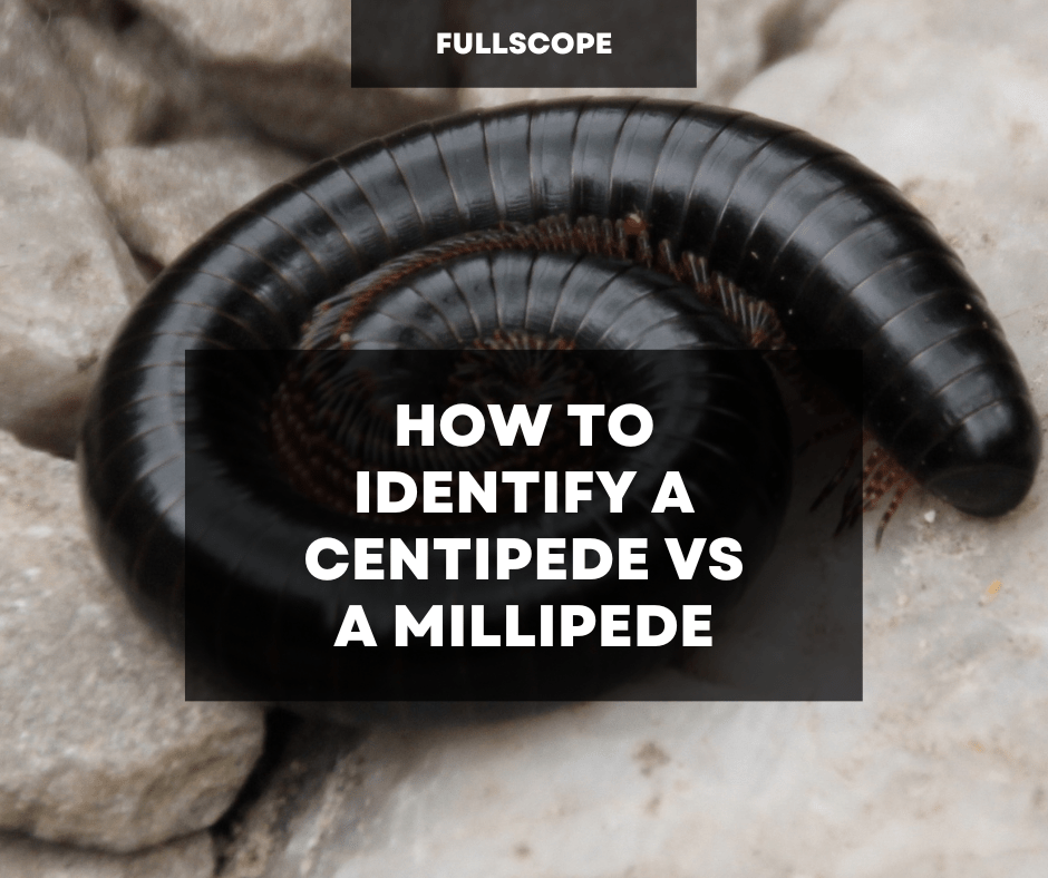 how to identify centipede millipedes