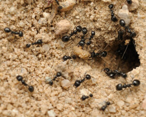 Black Ants in macro near the Salton Sea.