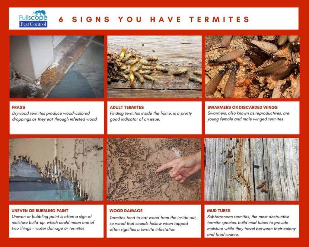 Termite Control Options - FullScope Pest Control