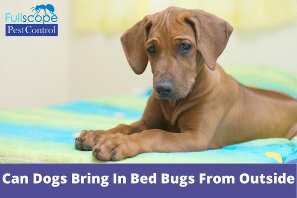 Can Dogs Bring In Bed Bugs From Outside