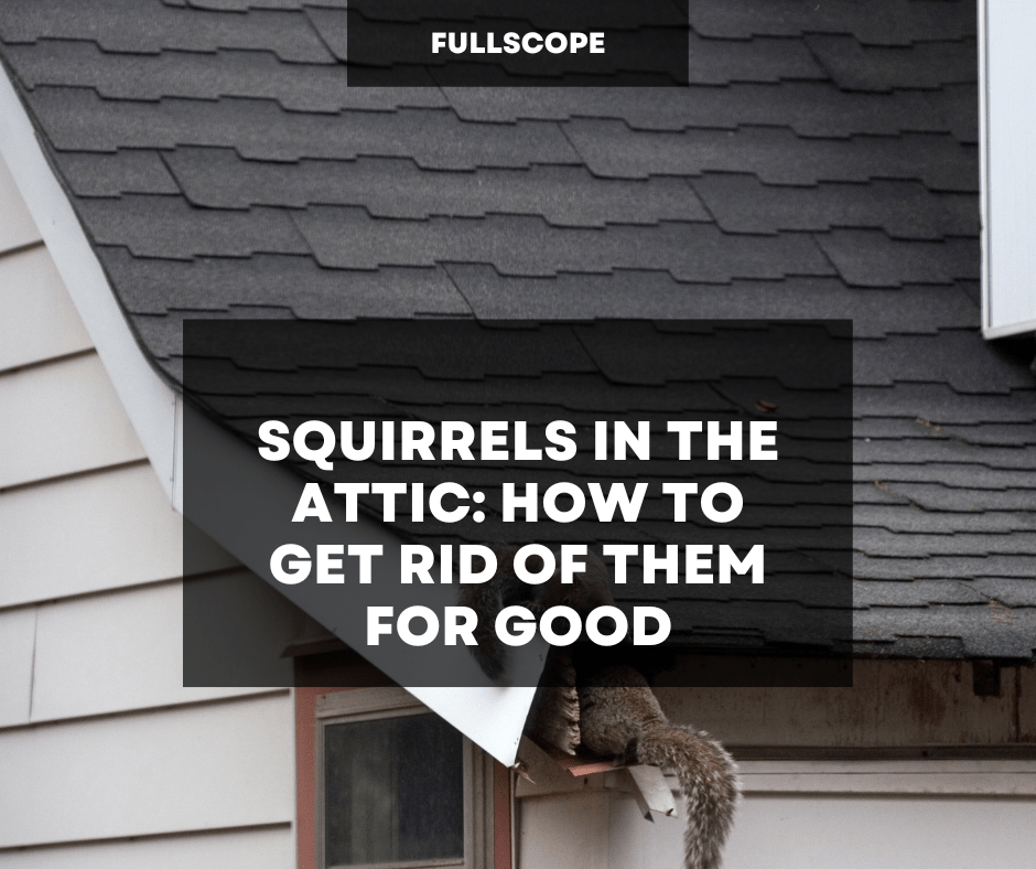 Best Squirrel Removal Company