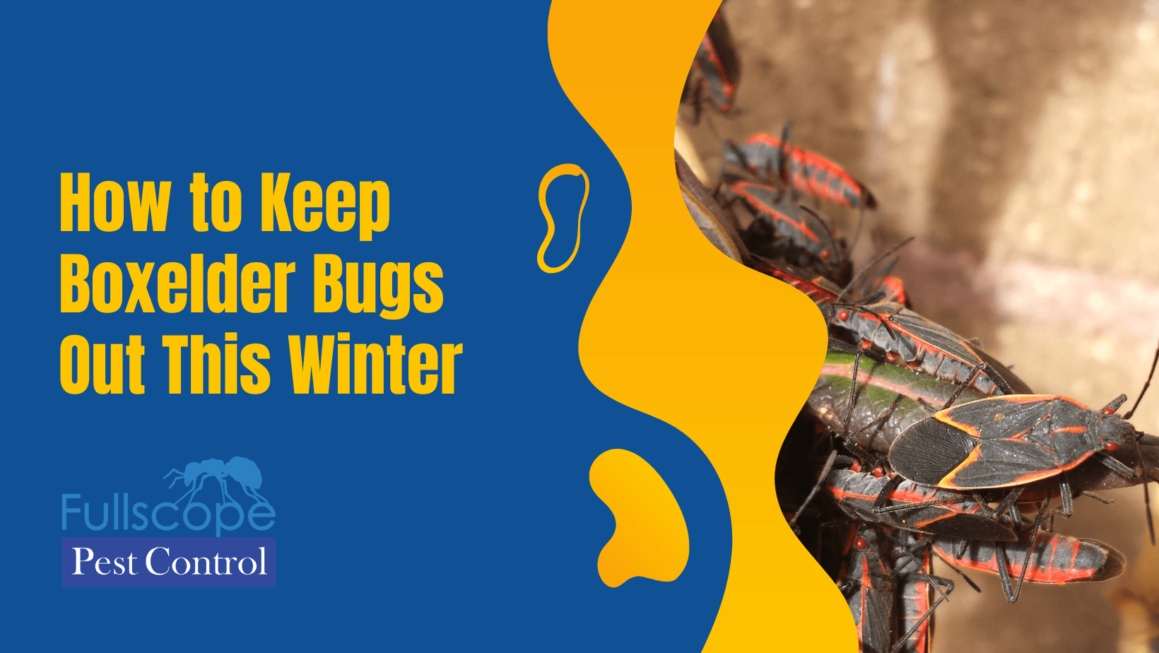 Keep boxelder bugs out this winter