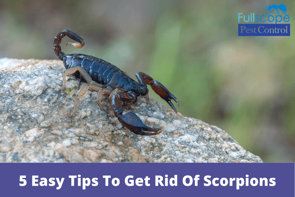 5 Easy Tips To Get Rid Of Scorpions