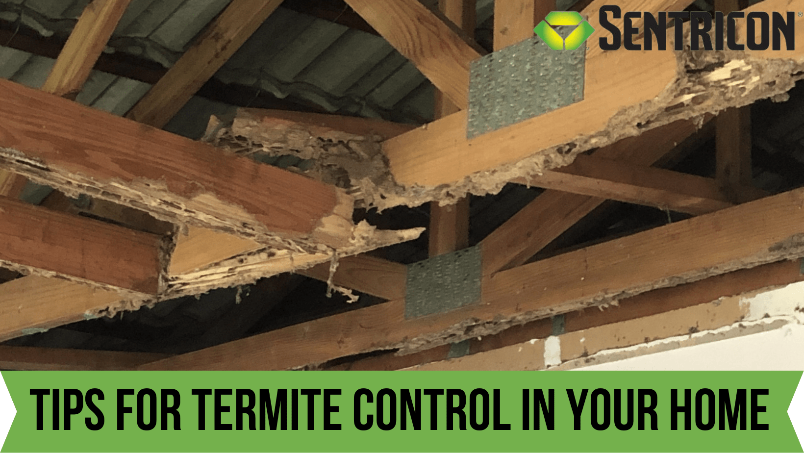 5 Tips for Termite Control in Your Home