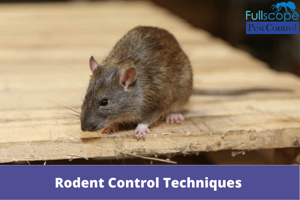 Rodent Control Techniques For Rental Property