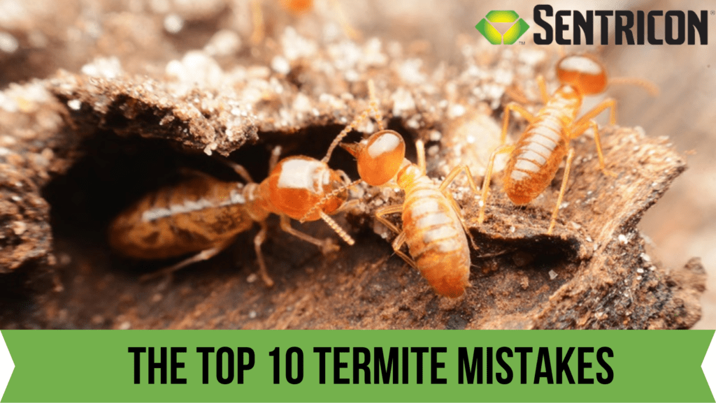 Top 10 Termite Mistakes Homeowners Make | FullScope Pest