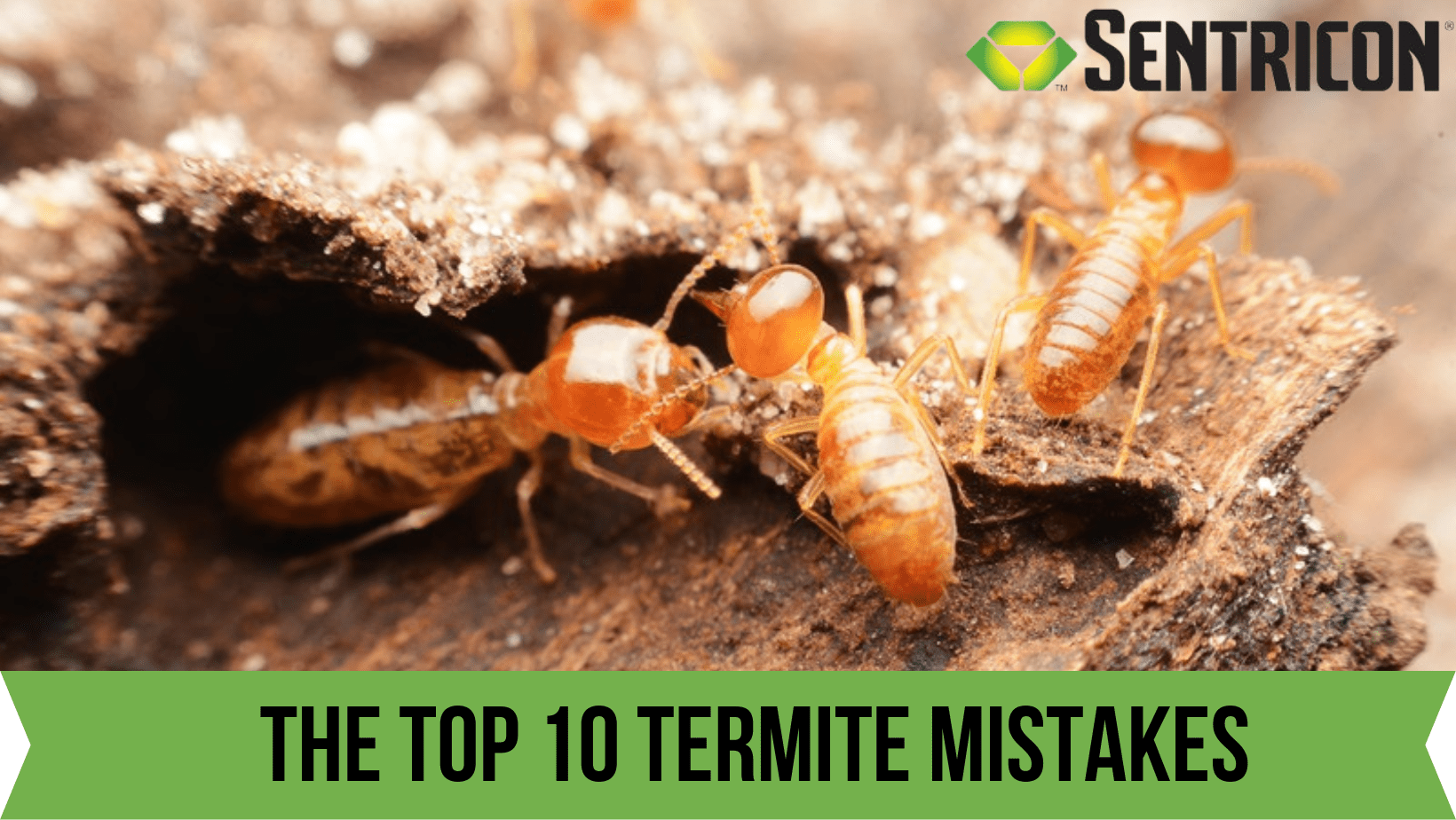 The Top 10 Termite Mistakes What homeowners do to invite termites