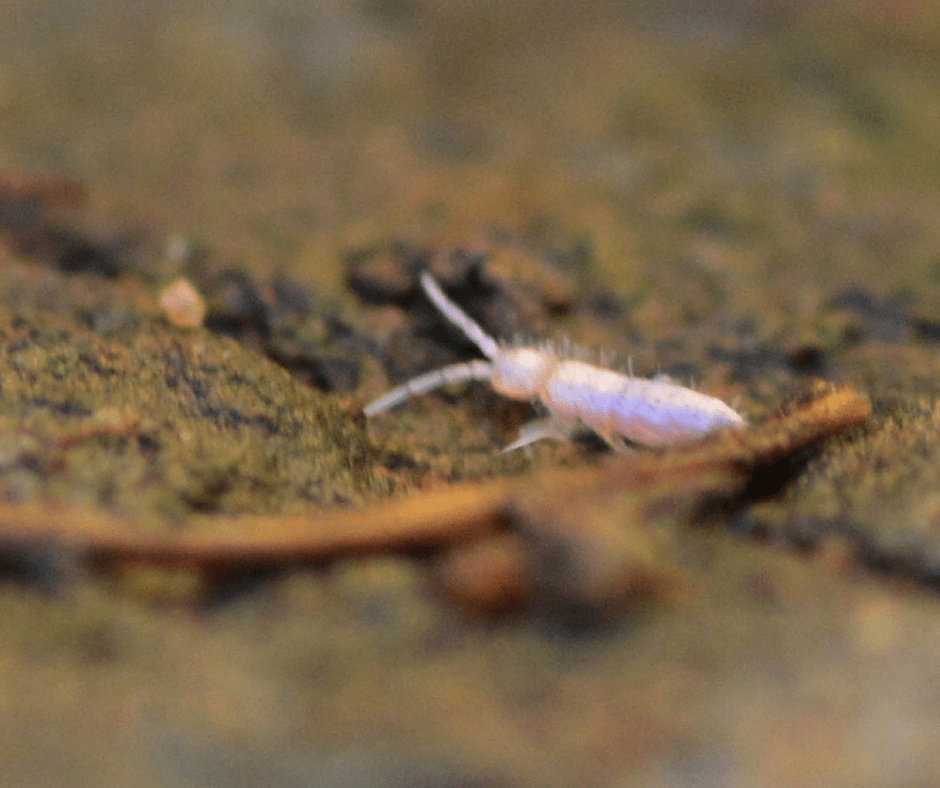 Springtails in House