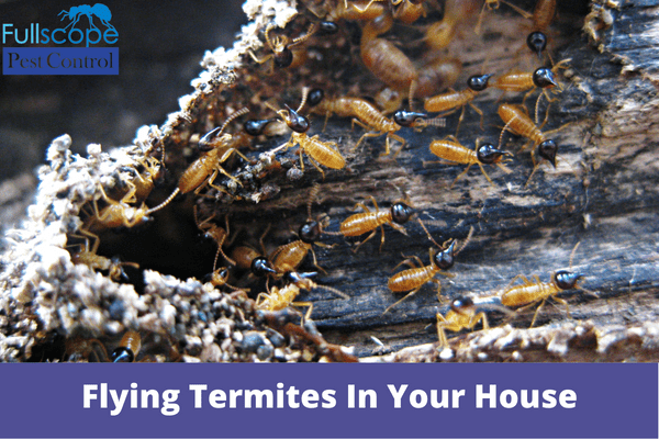 What Causes Flying Termites In Your House
