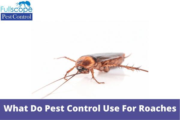 What Do Pest Control Use For Roaches