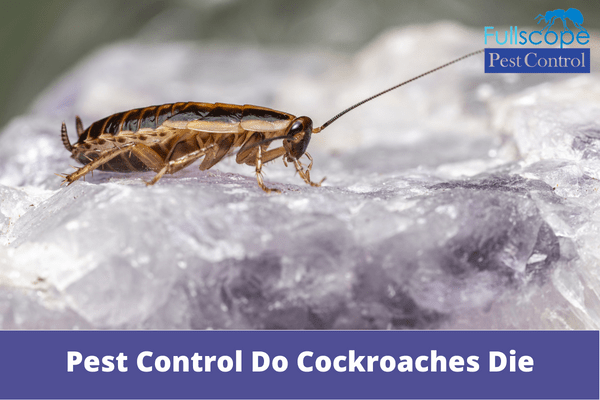 How Long After Pest Control Do Cockroaches Die