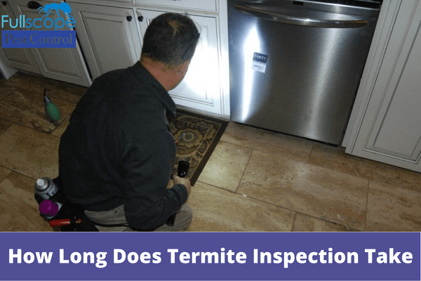 How Long Does Termite Inspection Take