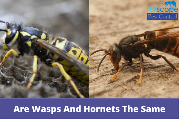 Are Wasps And Hornets The Same