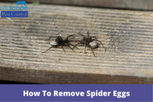 How To Remove Spider Eggs