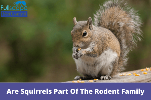 Are Squirrels Part Of The Rodent Family