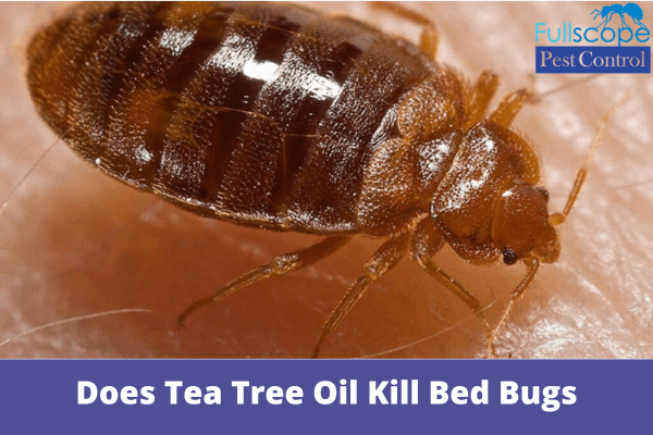 Does Tea Tree Oil Kill Bed Bugs