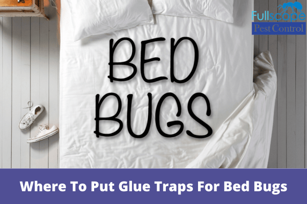 Where To Put Glue Traps For Bed Bugs