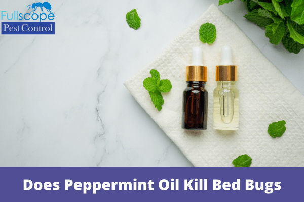 Does Peppermint Oil Kill Bed Bugs