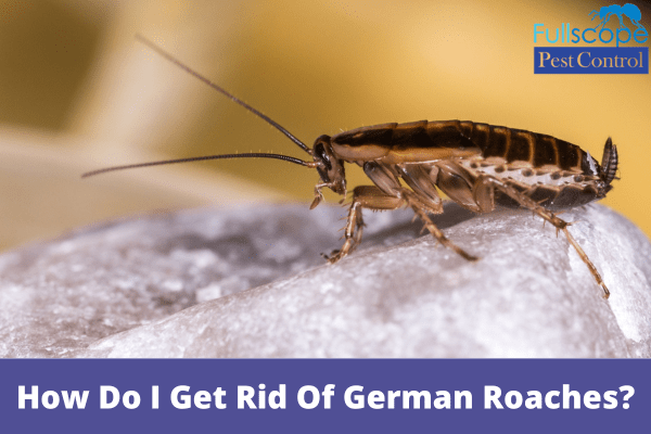 How Do I Get Rid Of German Roaches