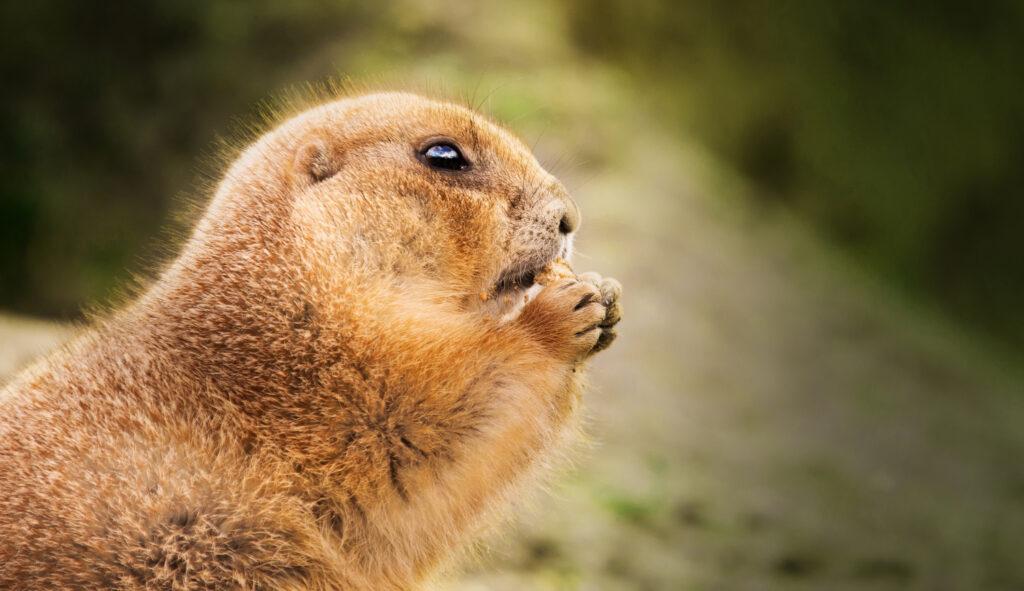 How to Control Pocket Gophers