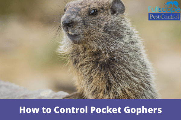How to Control Pocket Gophers
