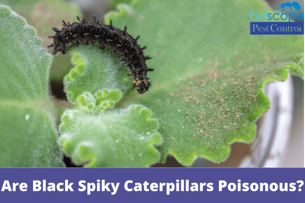 Are Black Spiky Caterpillars Poisonous