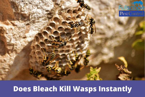 Does Bleach Kill Wasps Instantly