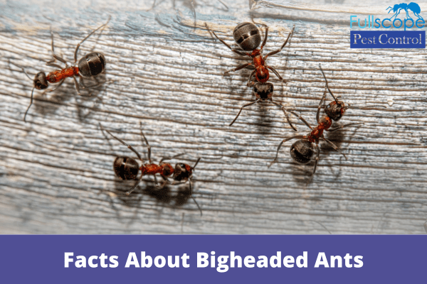 Facts About Bigheaded Ants