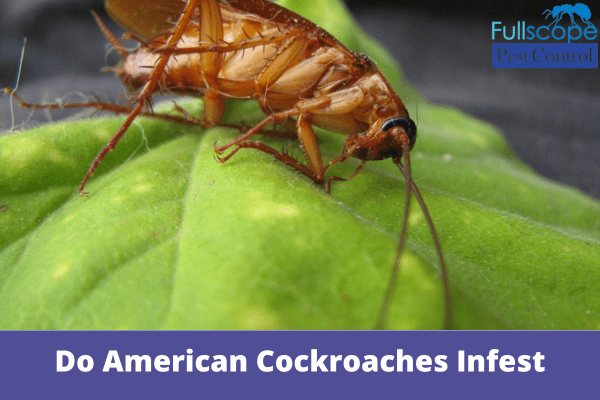Do American Cockroaches Infest