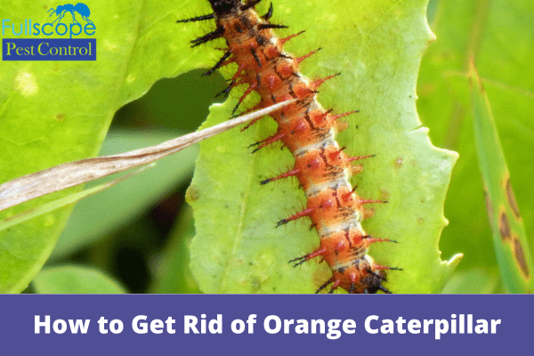 How to Get Rid of Orange Caterpillar