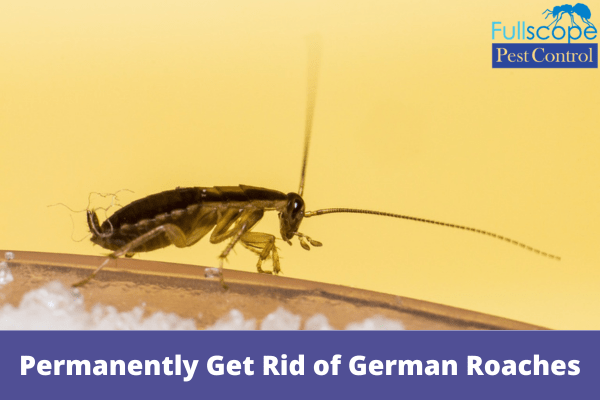 Permanently Get Rid of German Roaches
