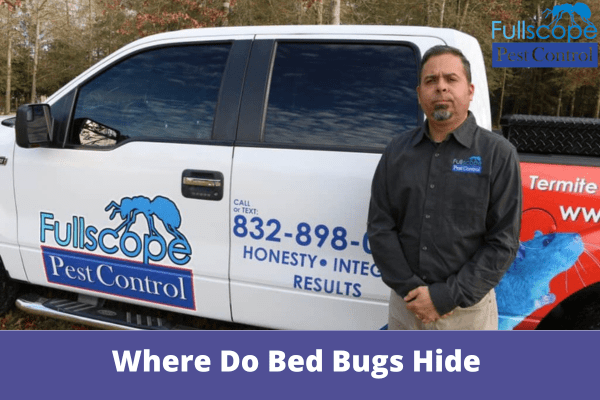 Where Do Bed Bugs Hide