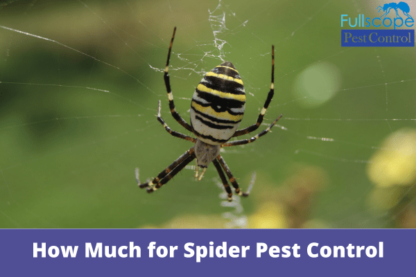How Much for Spider Pest Control