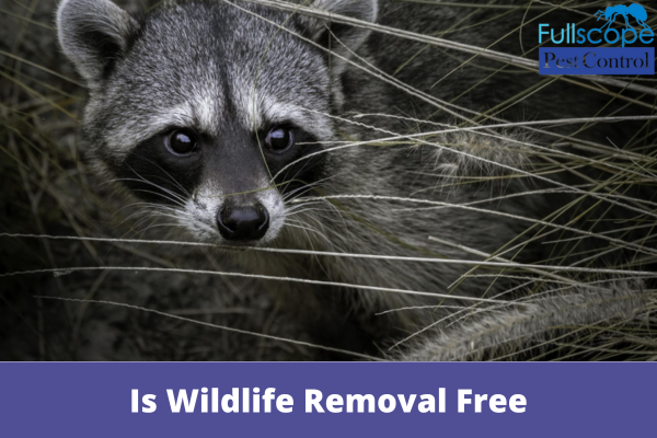 Is Wildlife Removal Free