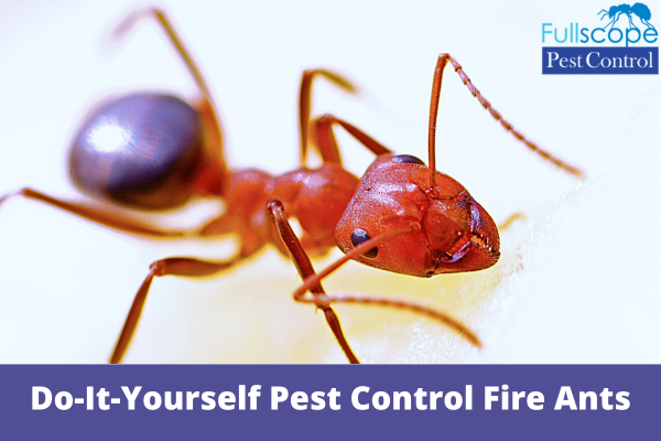 Do-It-Yourself Pest Control Fire Ants