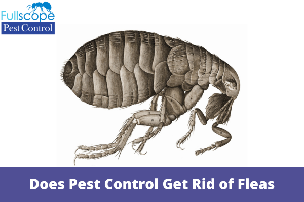 Does Pest Control Get Rid of Fleas
