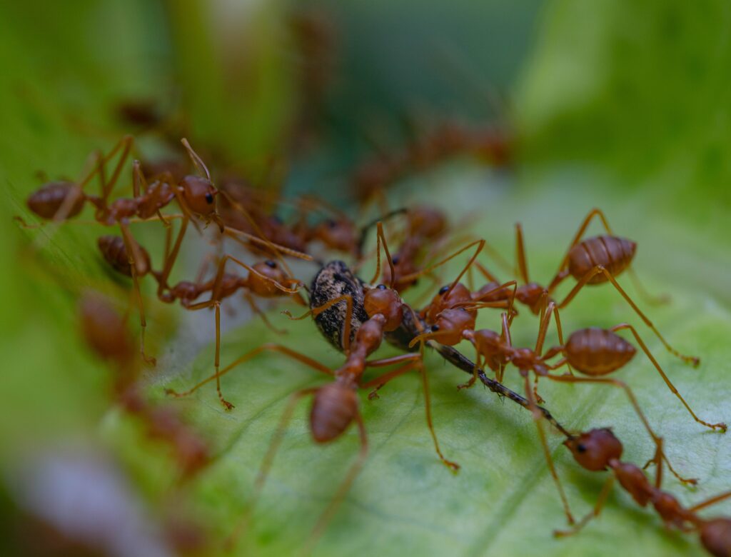 Fire Ant Control