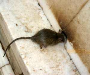 A Comprehensive Guide to Identifying Rodent Droppings: A Closer Look at ...